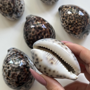 Muszla naturalna cypraea tigris B68
