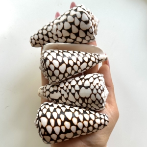 Muszla naturalna conus marmoreus  B69